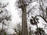 05 Big Tree Park - March 11, 2010